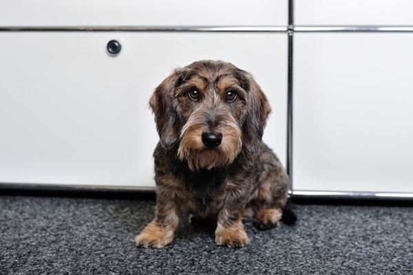 Bürohund Moritz